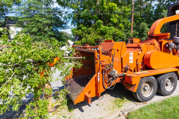 Best Large Tree Removal  in Privateer, SC